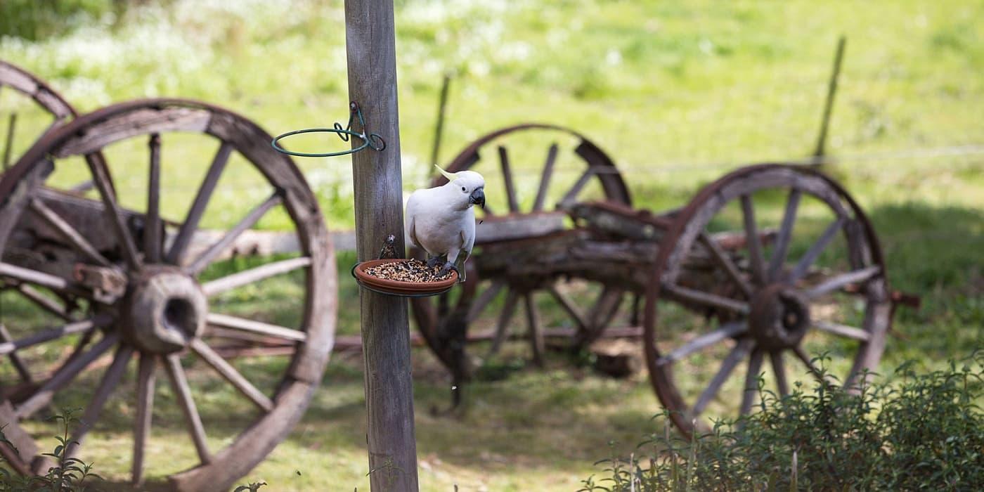 Cockatoo in the rustic garden setting at Dark Horse Café
